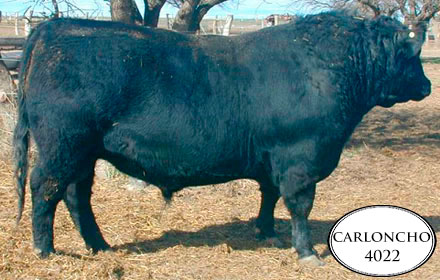 EL ABRA HAYMOUNT 4022 (Carloncho)